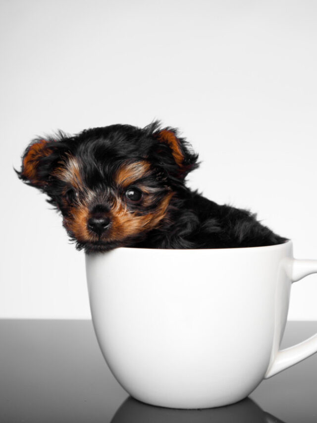 Top 8 smallest dog breeds
